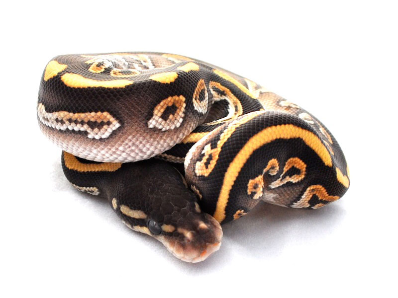 Black Pastel Mojave