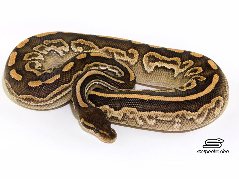 Black Pastel Mojave