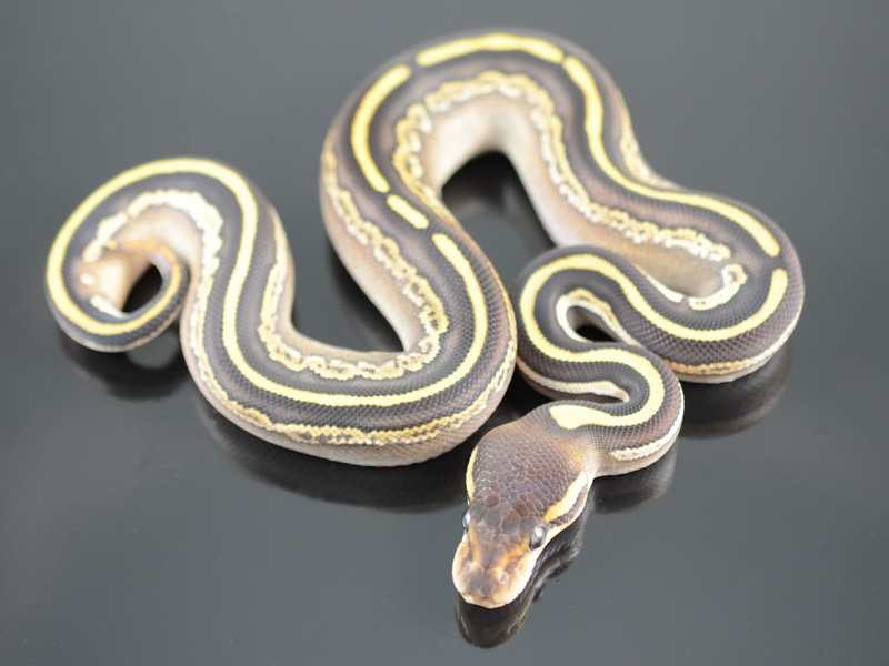 Black Pastel Mojave