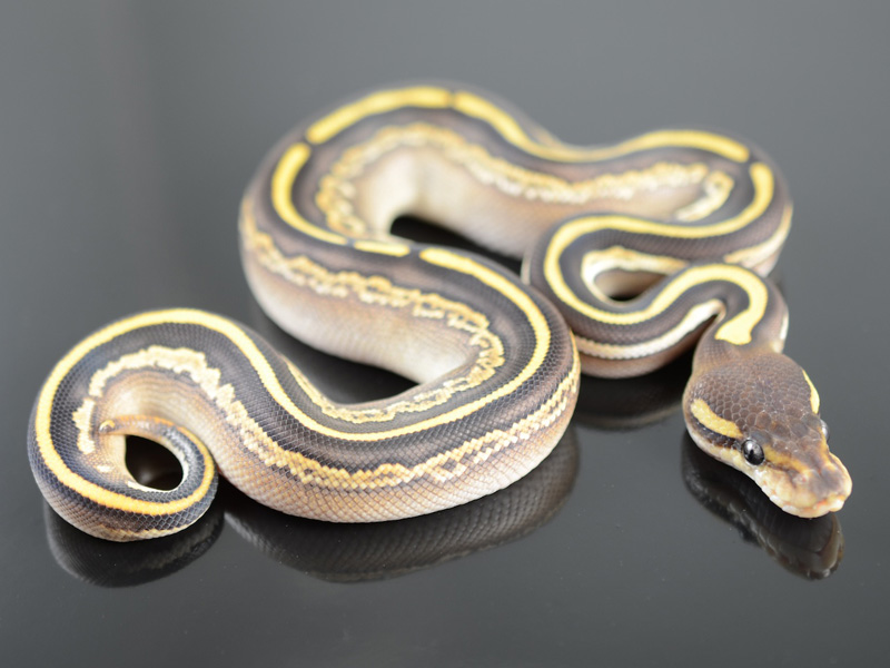 Black Pastel Mojave