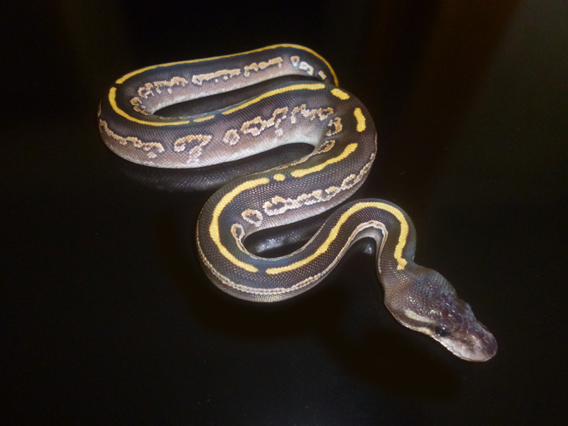 Black Pastel Mojave