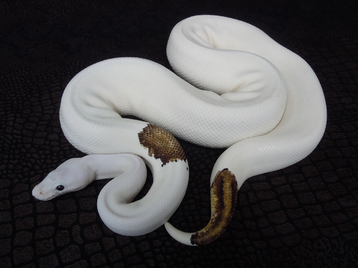 Black Pastel Pastel Piebald Yellow Belly - Morph List - World of Ball.