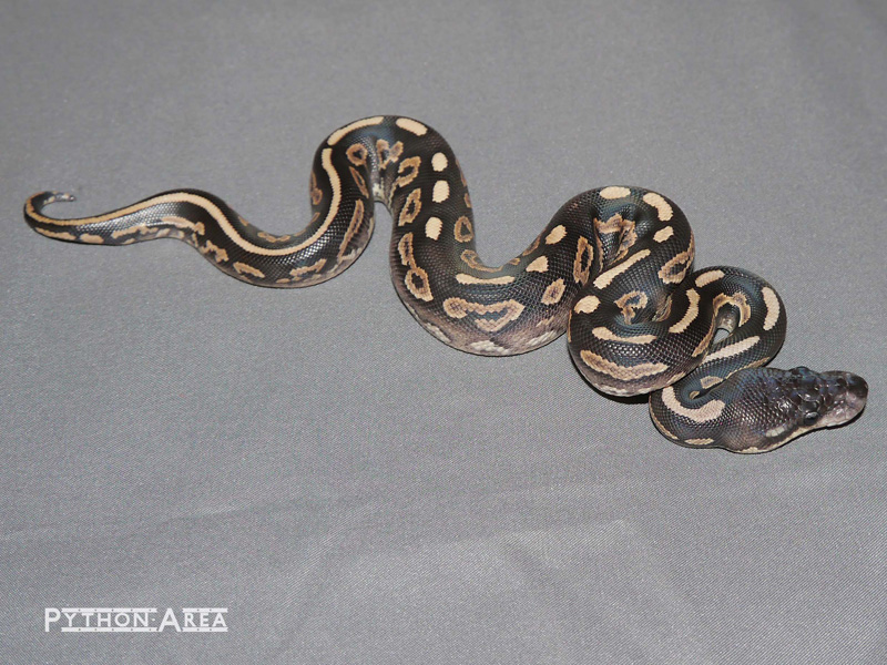 Black Pastel Phantom Yellow Belly