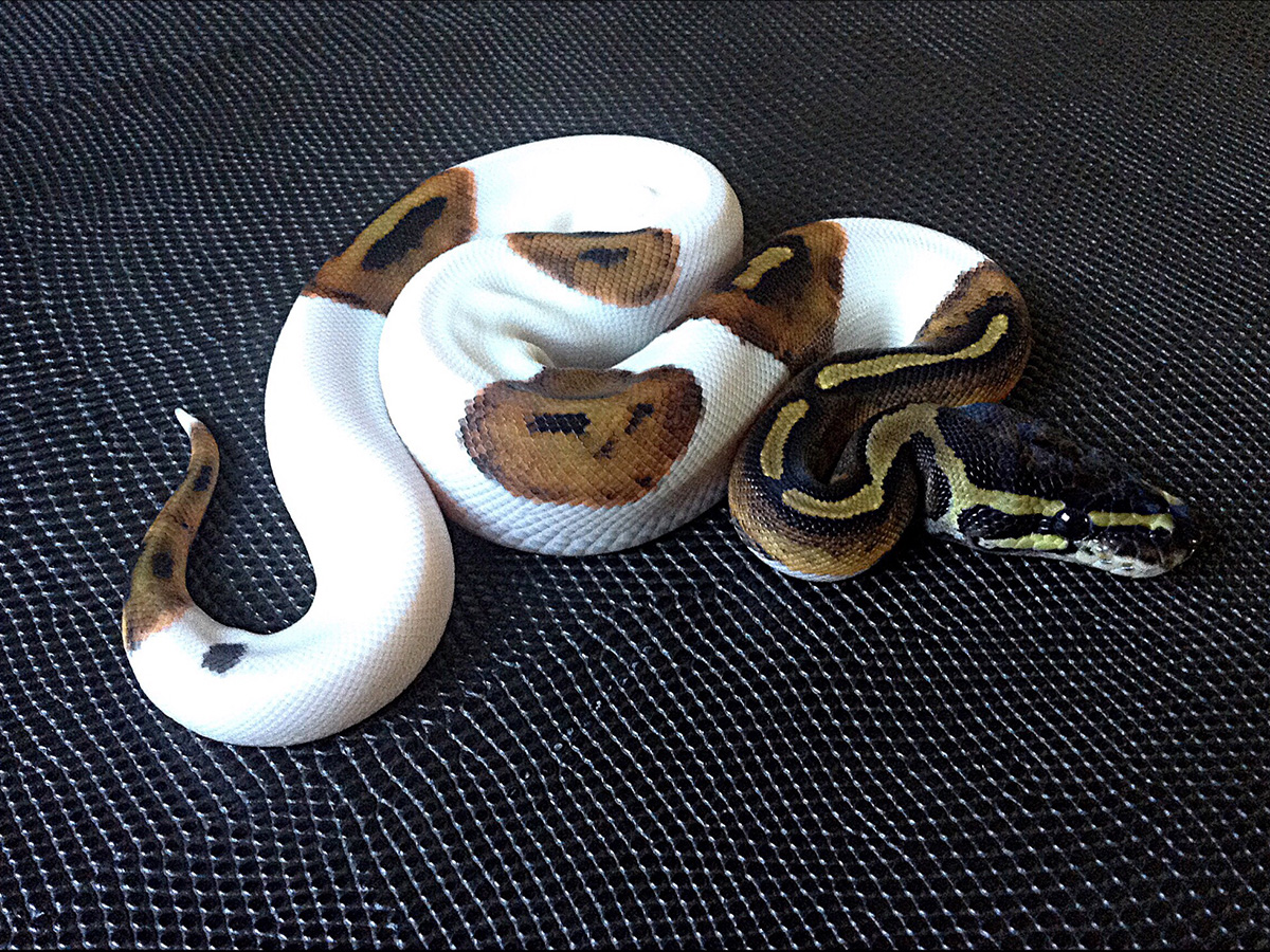 Black Pastel Piebald Specter