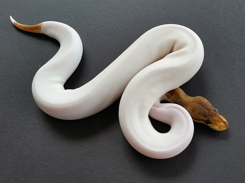 Black Pastel Pied Pinstripe