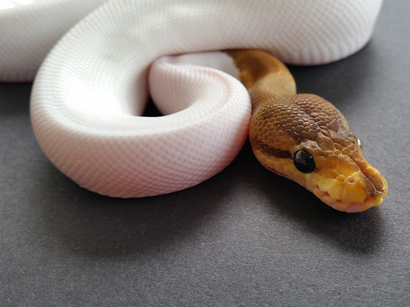 Black Pastel Pied Pinstripe