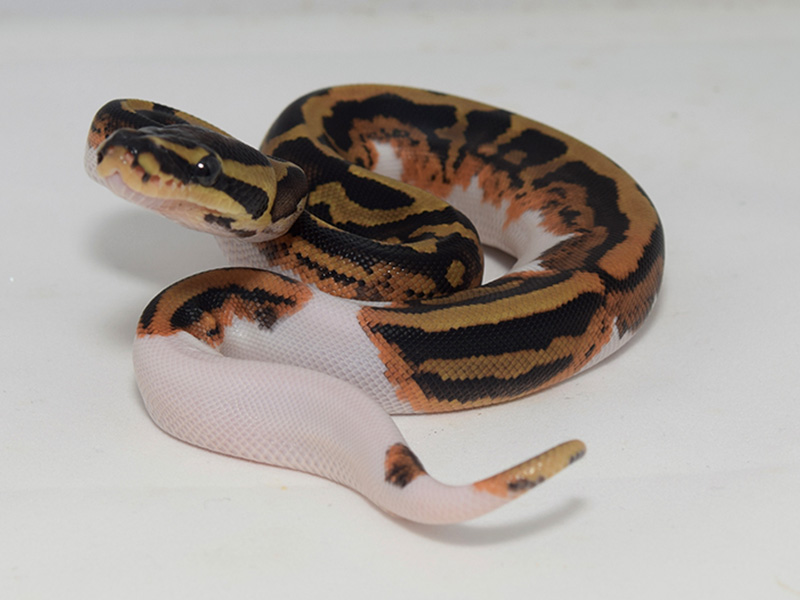 Black Pastel Pied Yellow Belly - Liesen Line