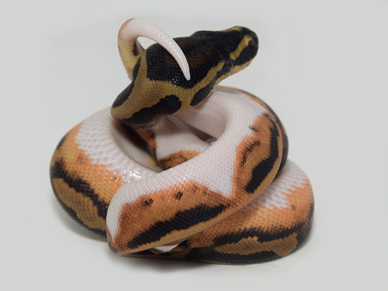 Black Pastel Pied Yellow Belly - Liesen Line