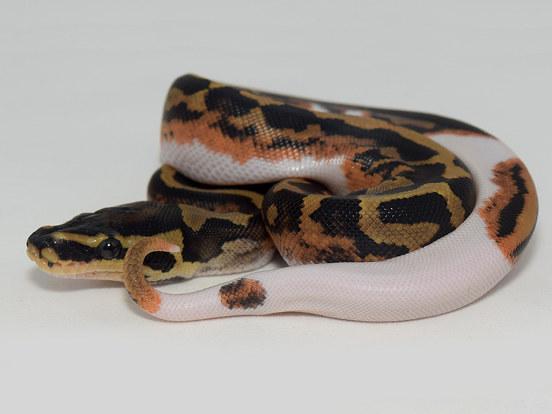 Black Pastel Pied Yellow Belly - Liesen Line