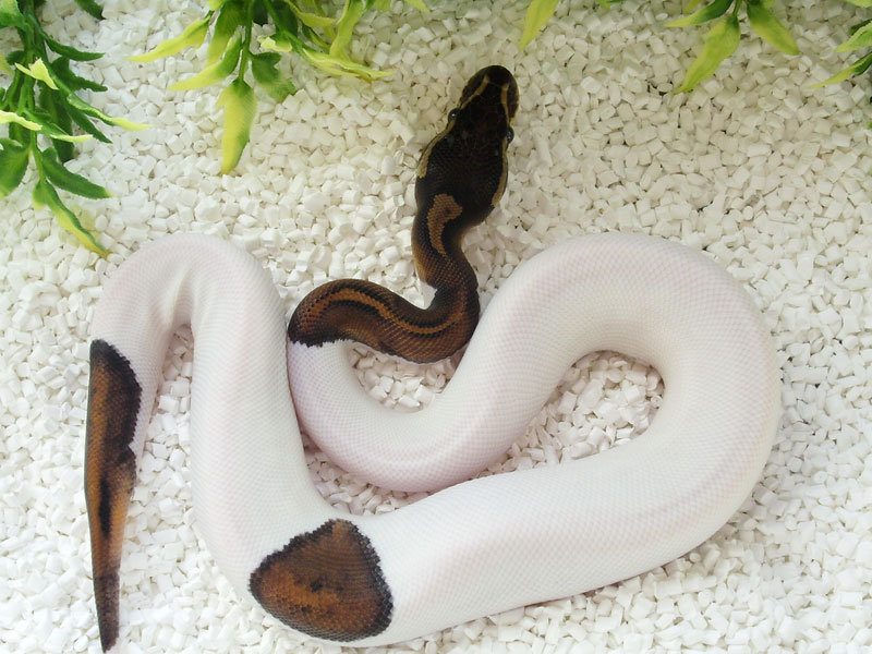 Black Pastel Pied