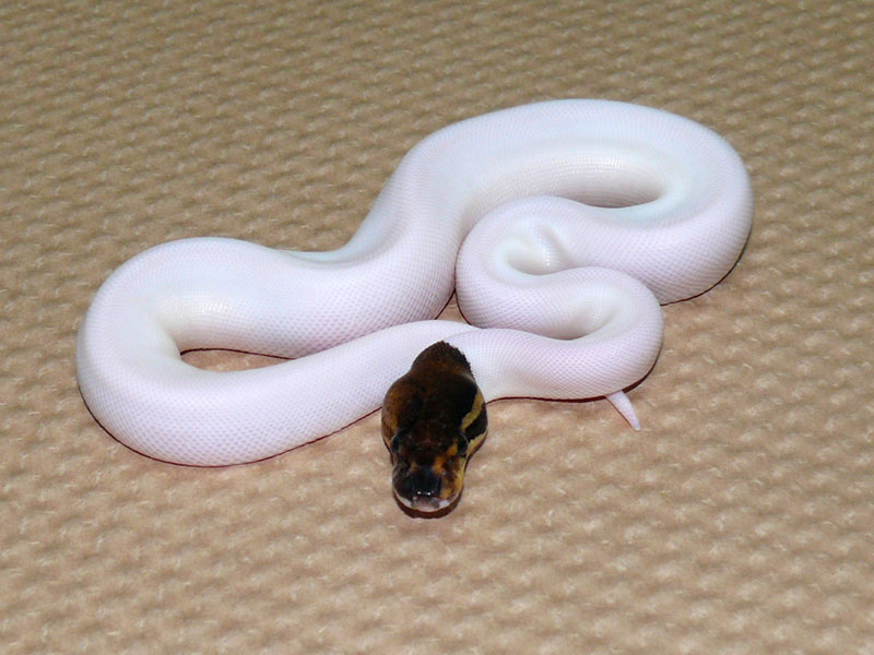 Black Pastel Pied