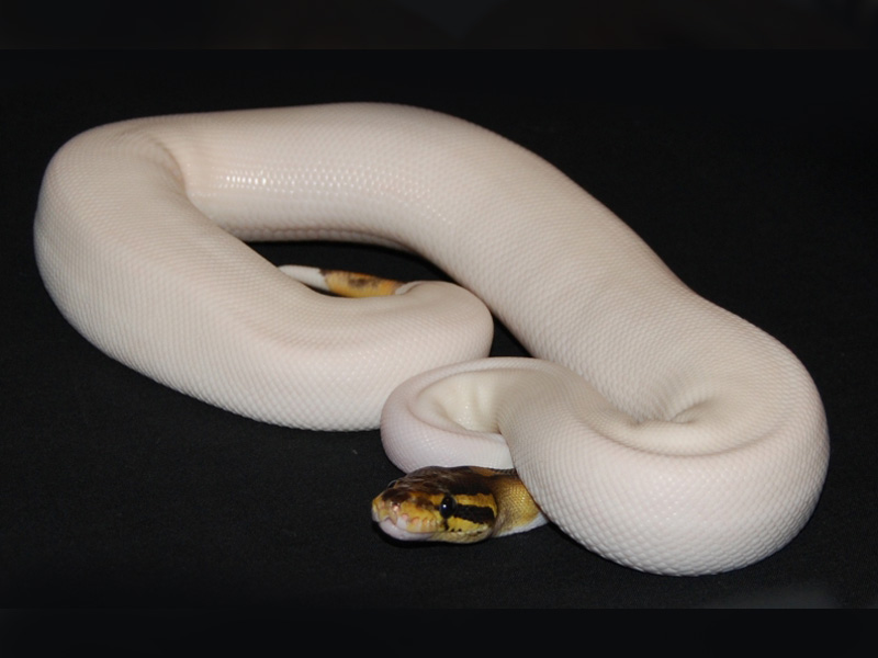 Black Pastel Pied