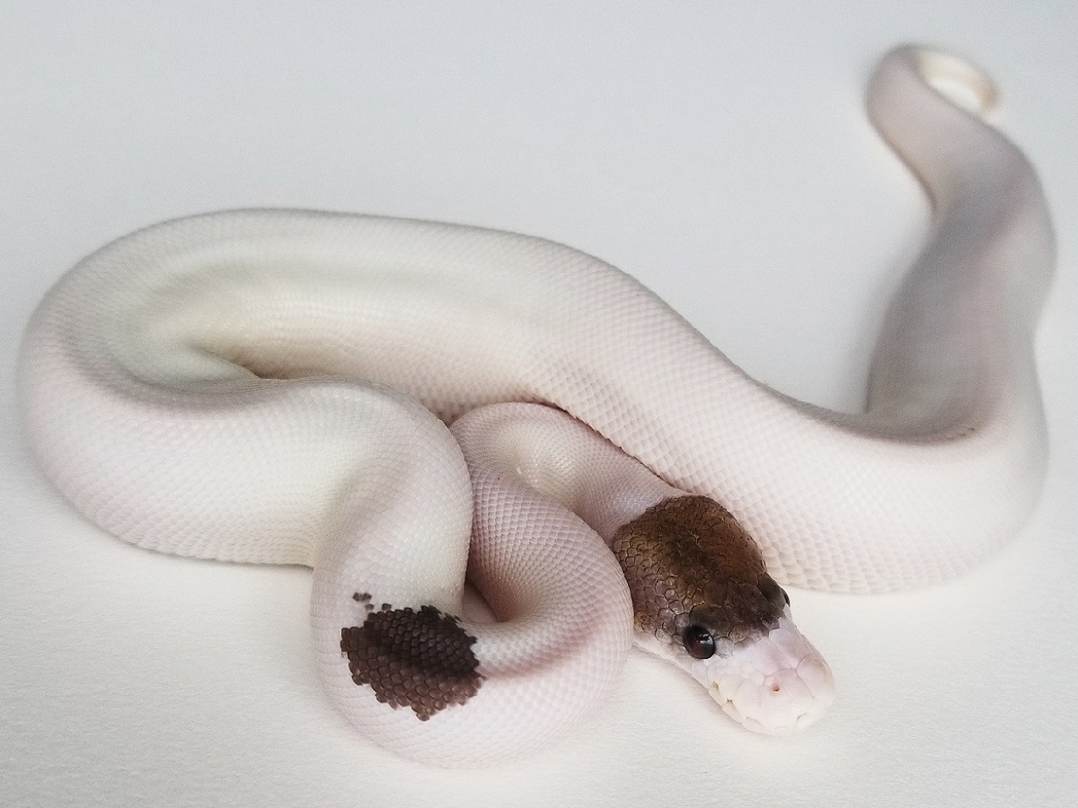 Black Pastel Pied