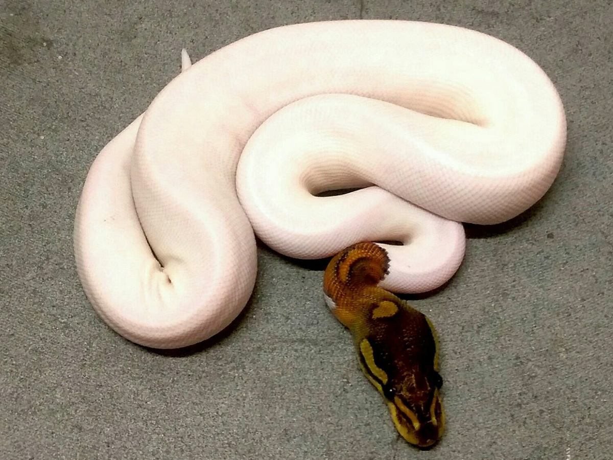 Black Pastel Pied