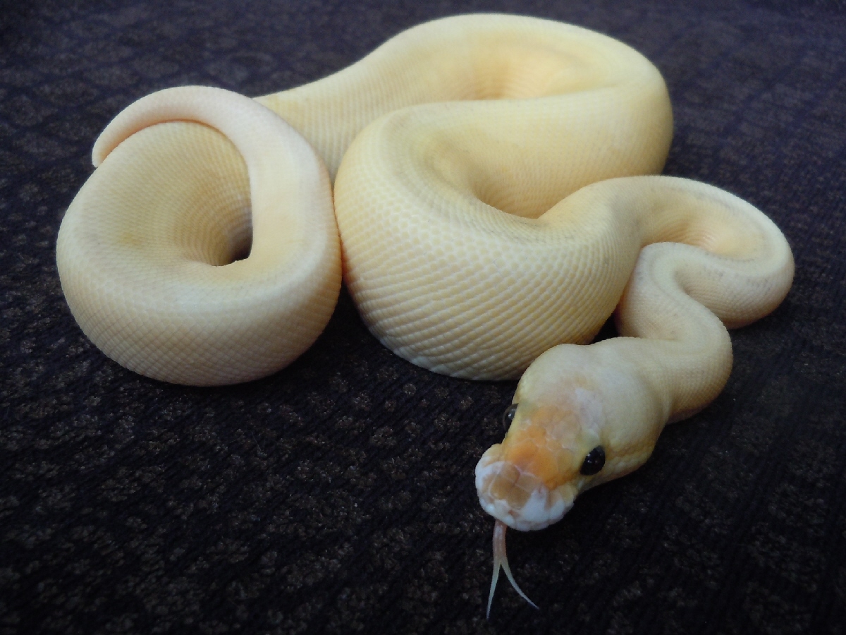 Black Pastel Pinstripe Super Pastel Yellow Belly