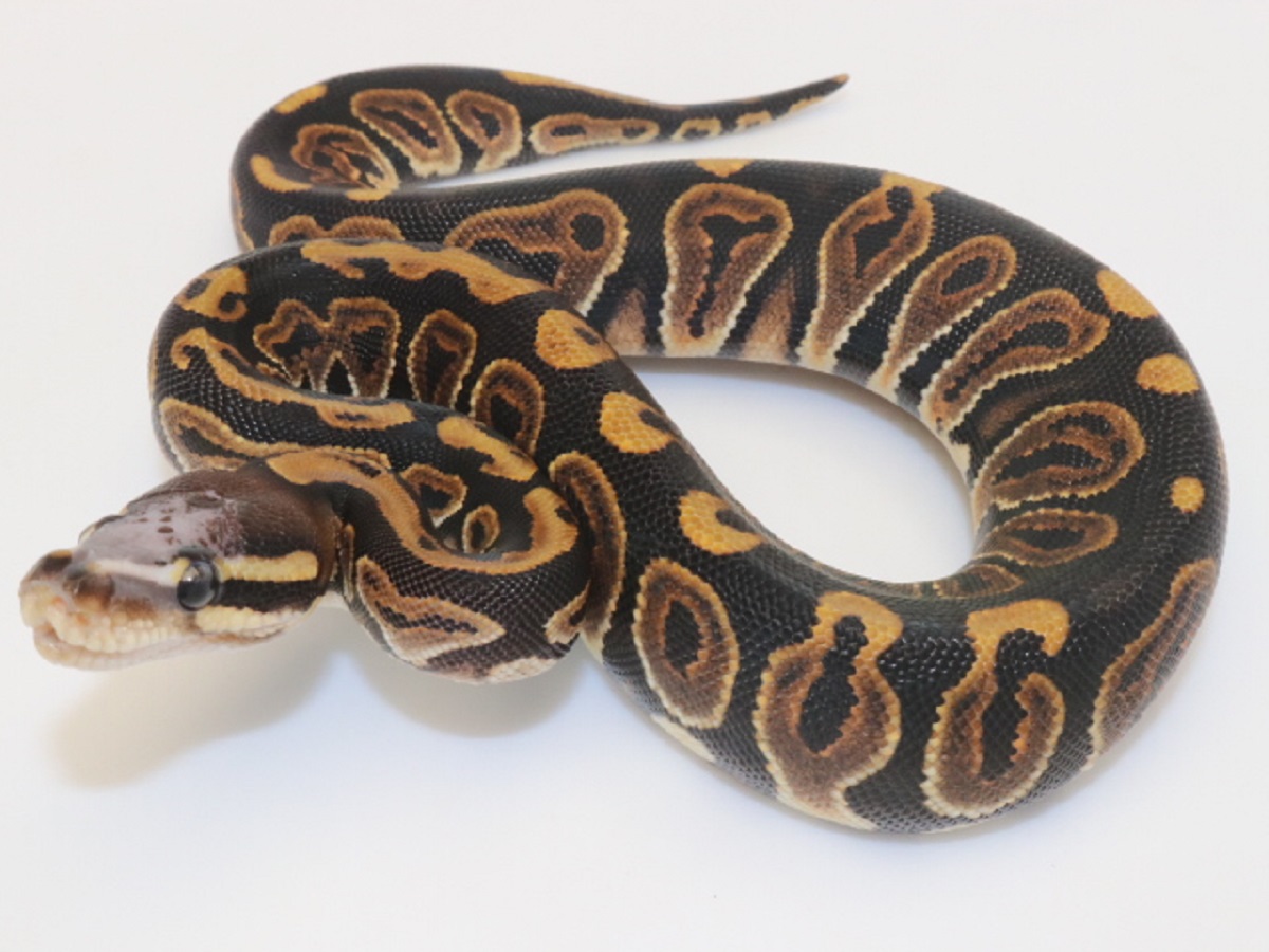 Black Pastel Scaleless Head