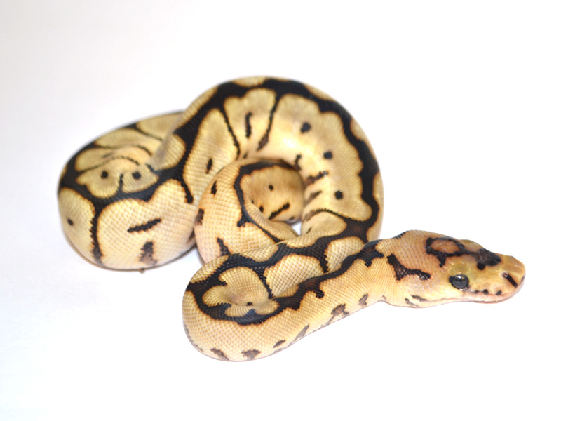 Ball Pythons For Sale. 