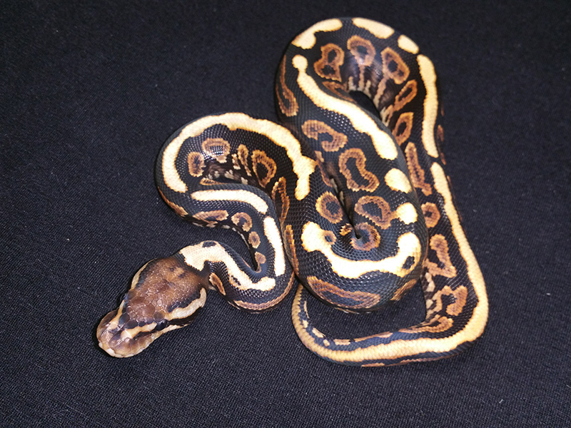 Black Pastel Spotnose Yellow Belly