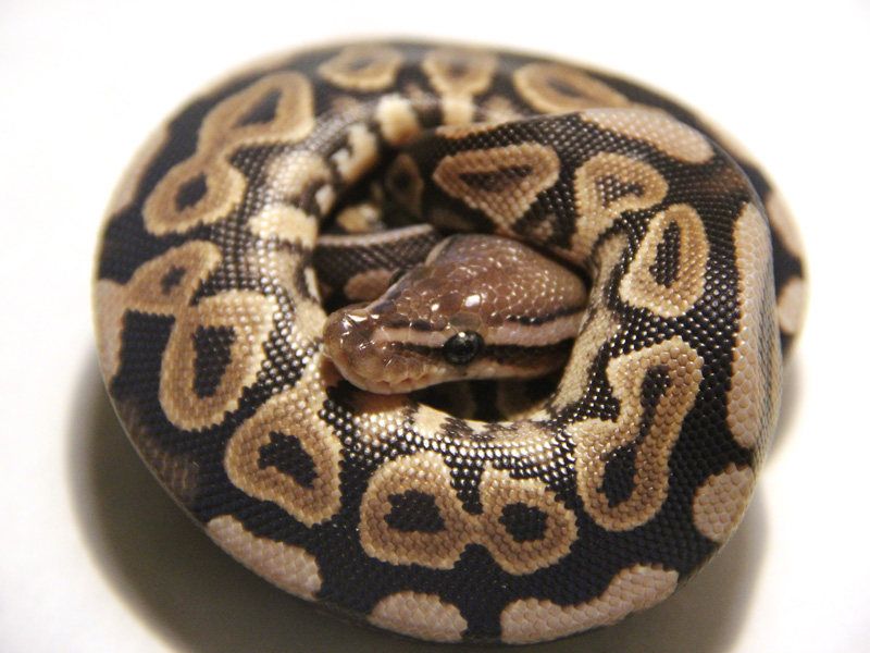 Black Pastel Spotnose