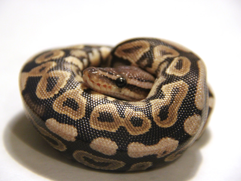 Black Pastel Spotnose