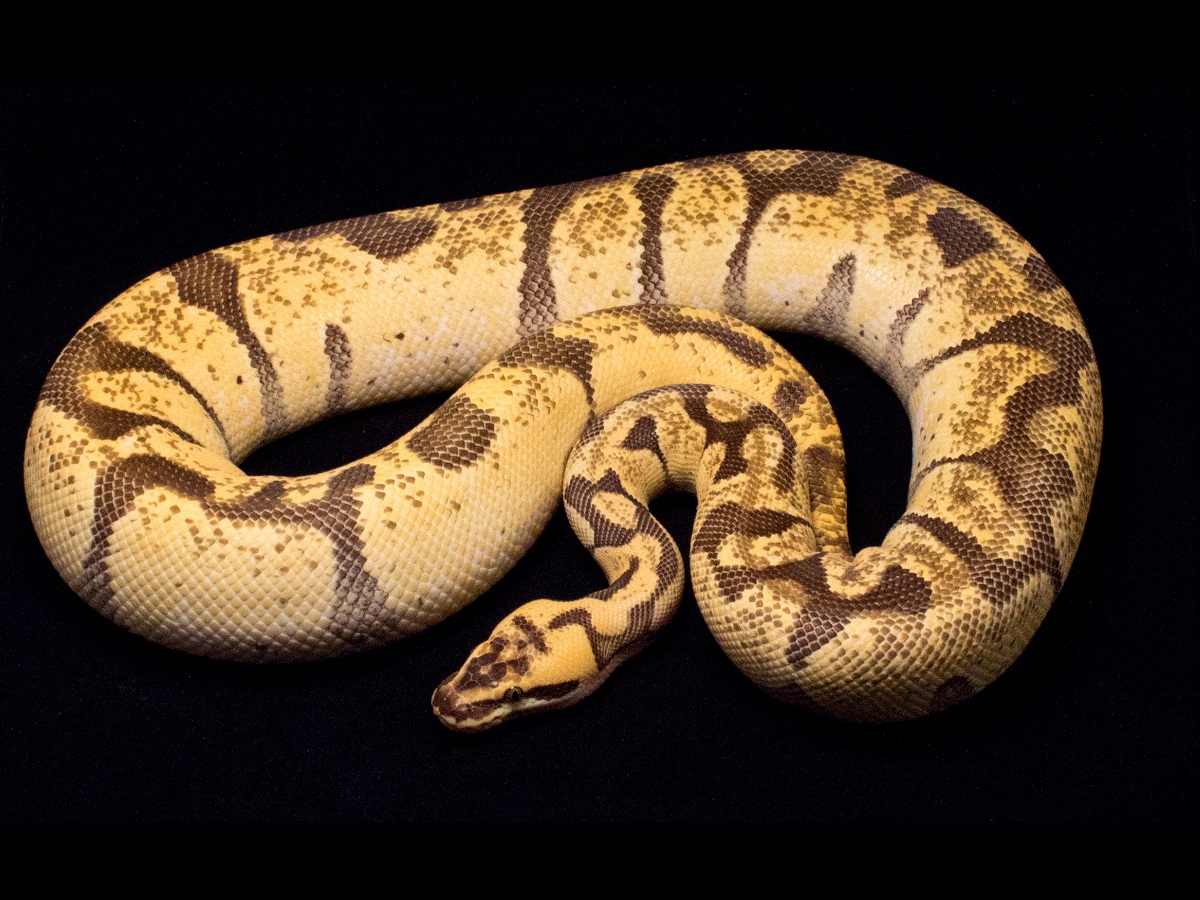 Black Pastel Super Enchi Vanilla. 