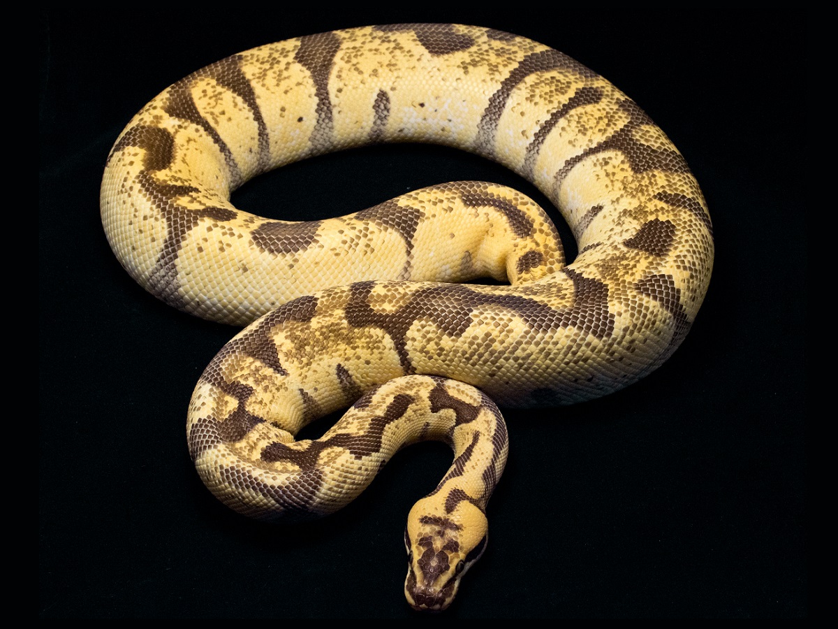 Black Pastel Super Enchi Vanilla