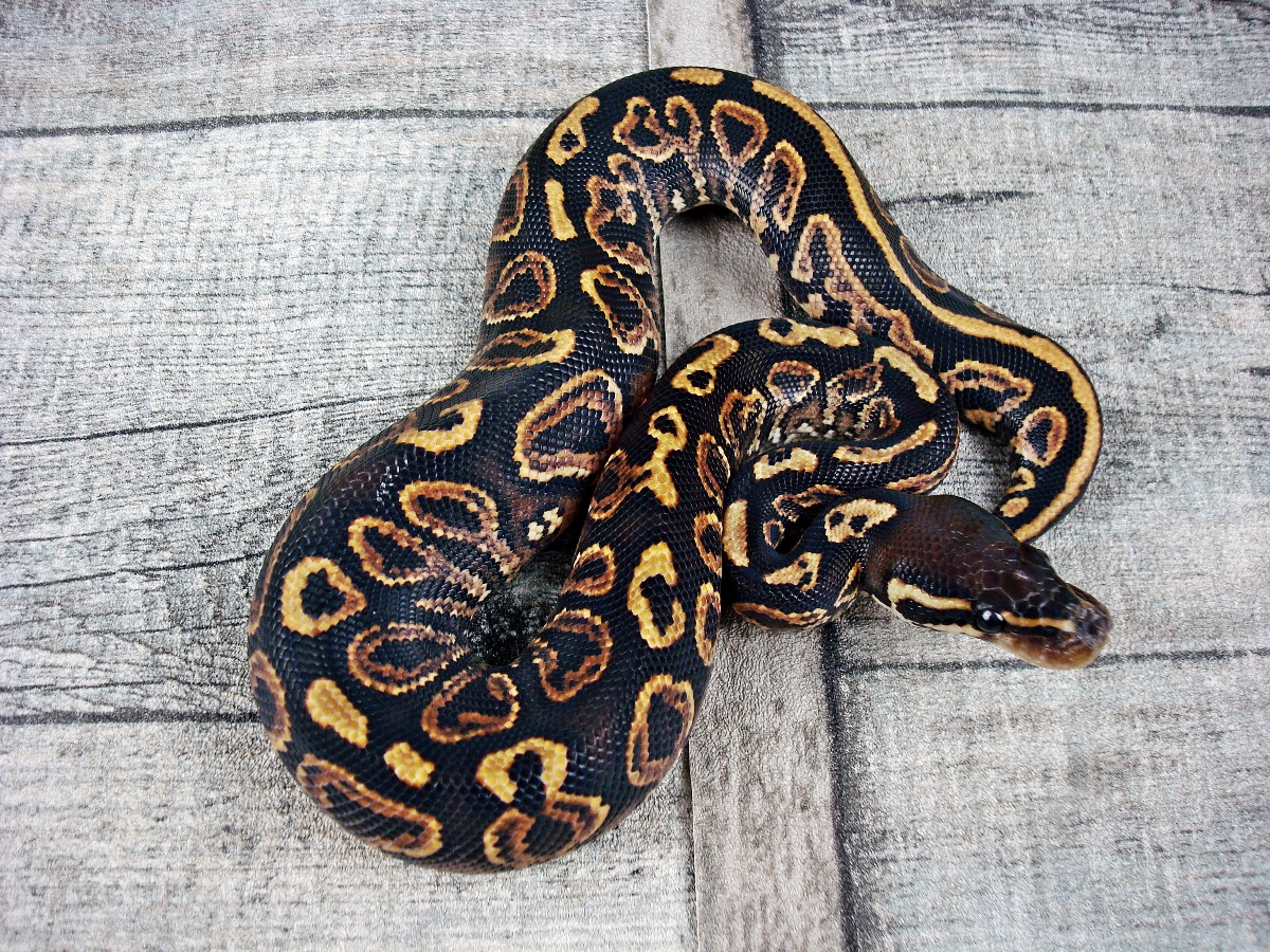 Black Pastel Trick Yellow Belly