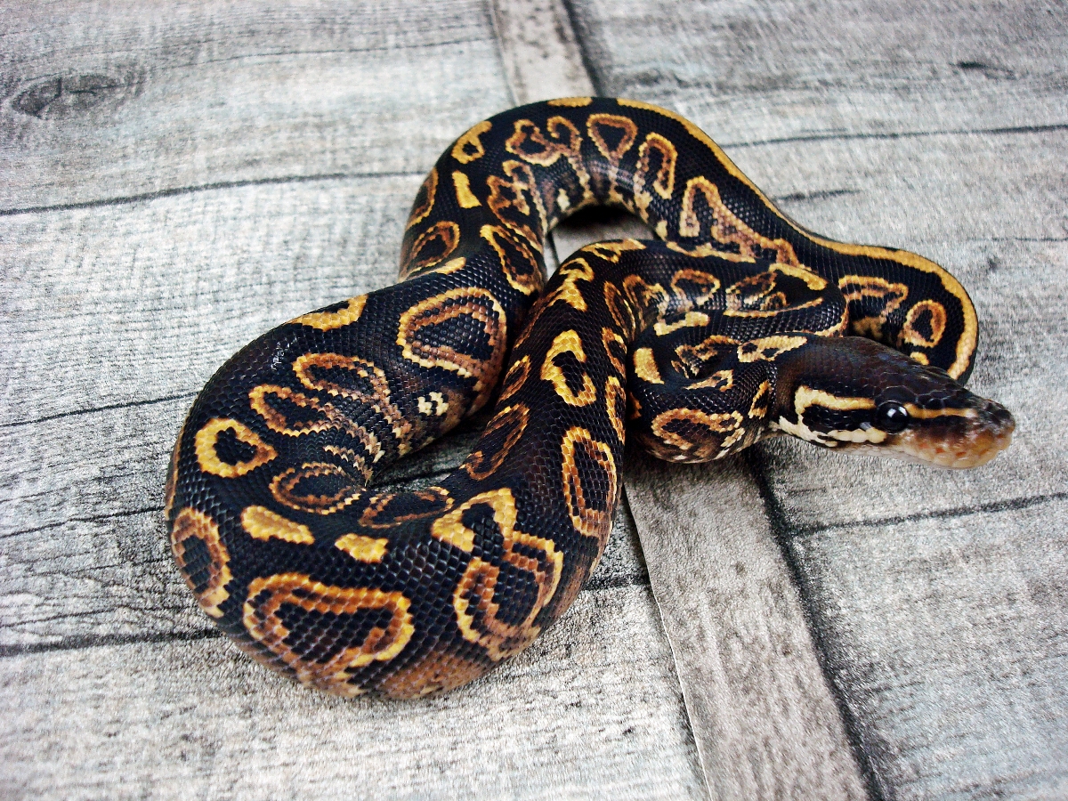 Black Pastel Trick Yellow Belly