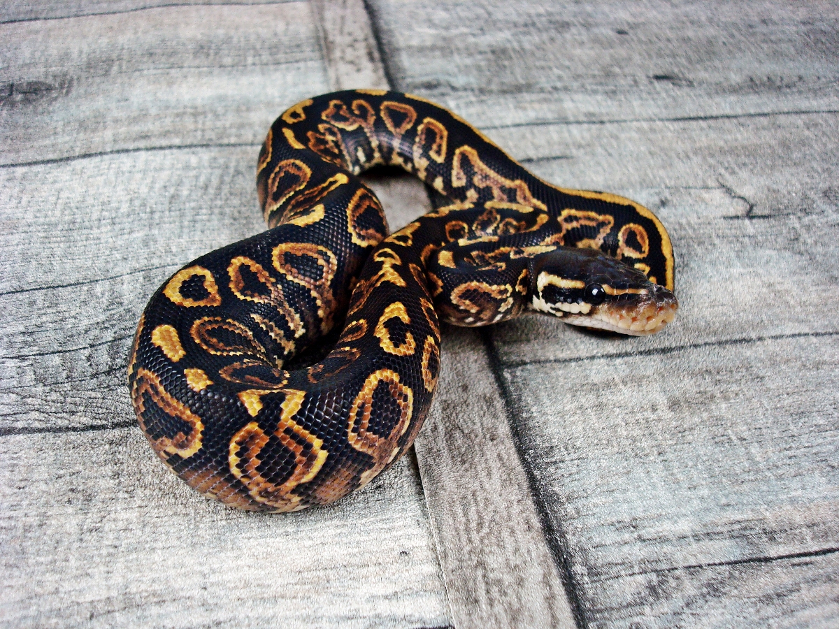 Black Pastel Trick Yellow Belly