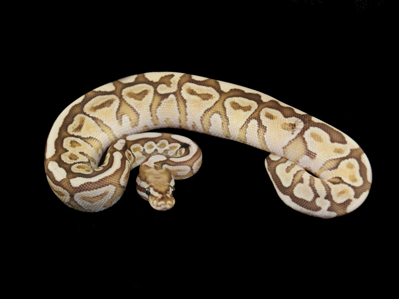 Black Pastel Vanilla Spotnose Lesser