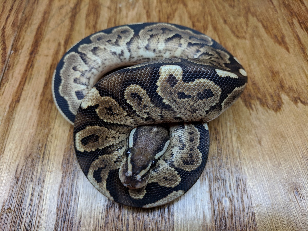 Black Pastel Vanilla Yellow Belly