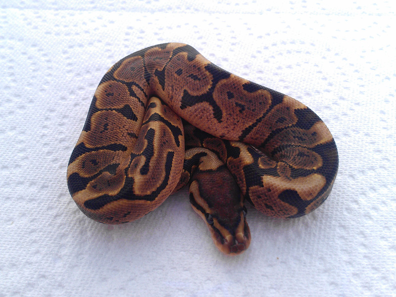 Black Pastel Woma