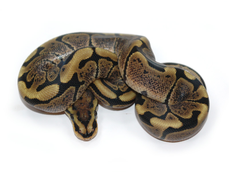 Black Pastel Woma