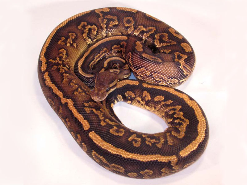 Black Pastel Yellow Belly