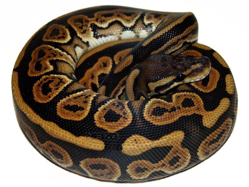 Black Pastel Ball Python Miniature // Figure // Ball Python 