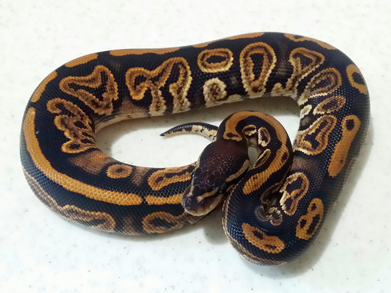 Black Pastel Ball Python Miniature // Figure // Ball Python 