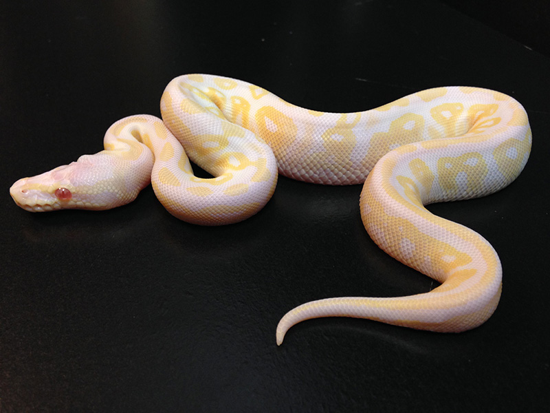 Black Pewter Albino