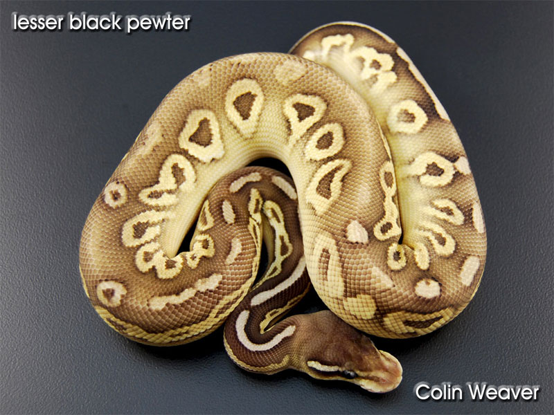 Black Pewter Lesser