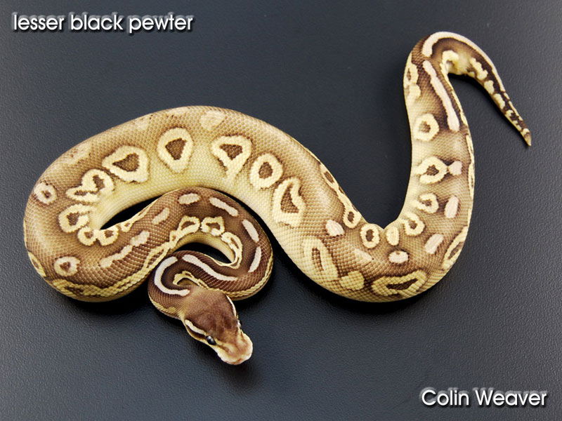 Black Pewter Lesser