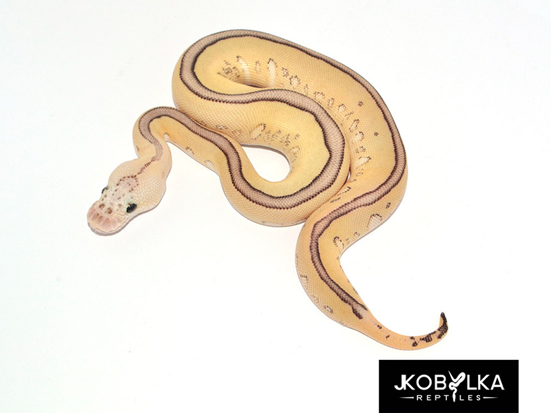 Blade Clown Leopard Lesser Pastel