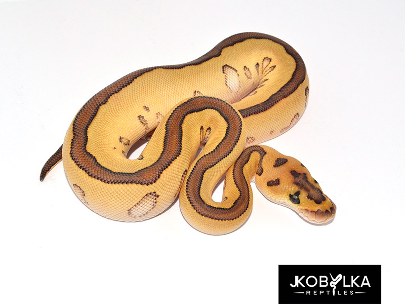 Blade Clown Leopard Lesser