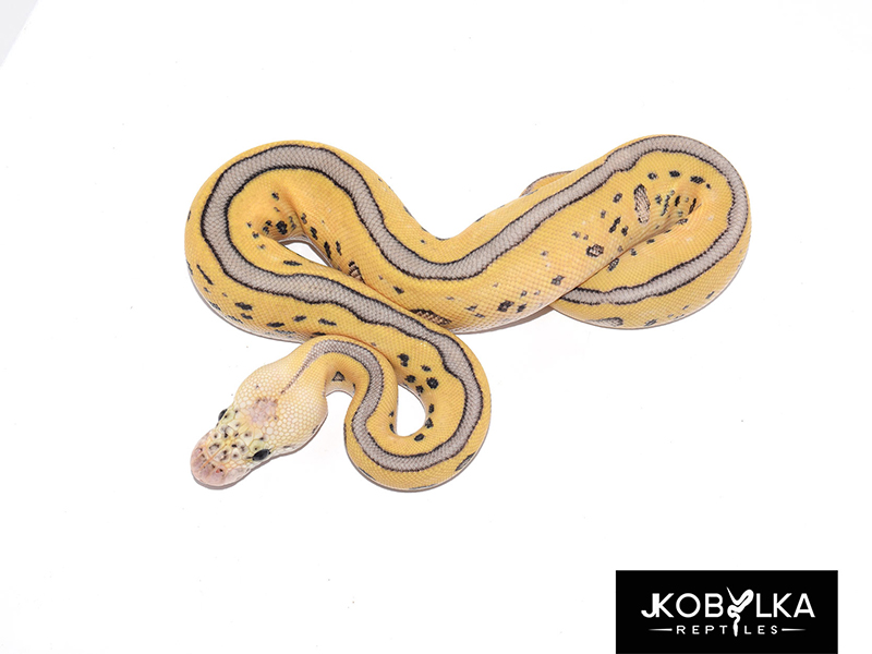 Blade Clown Leopard Super Pastel