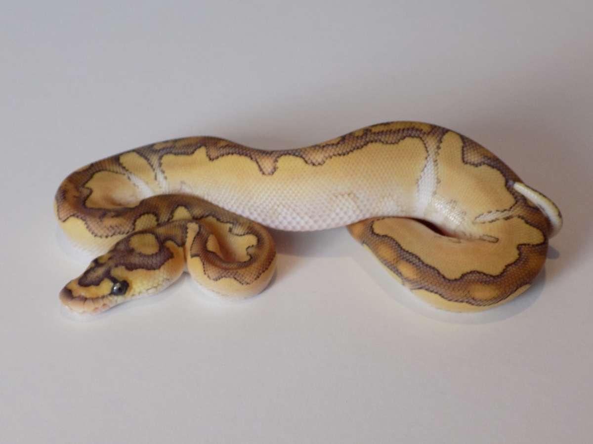 Blade Clown Lesser