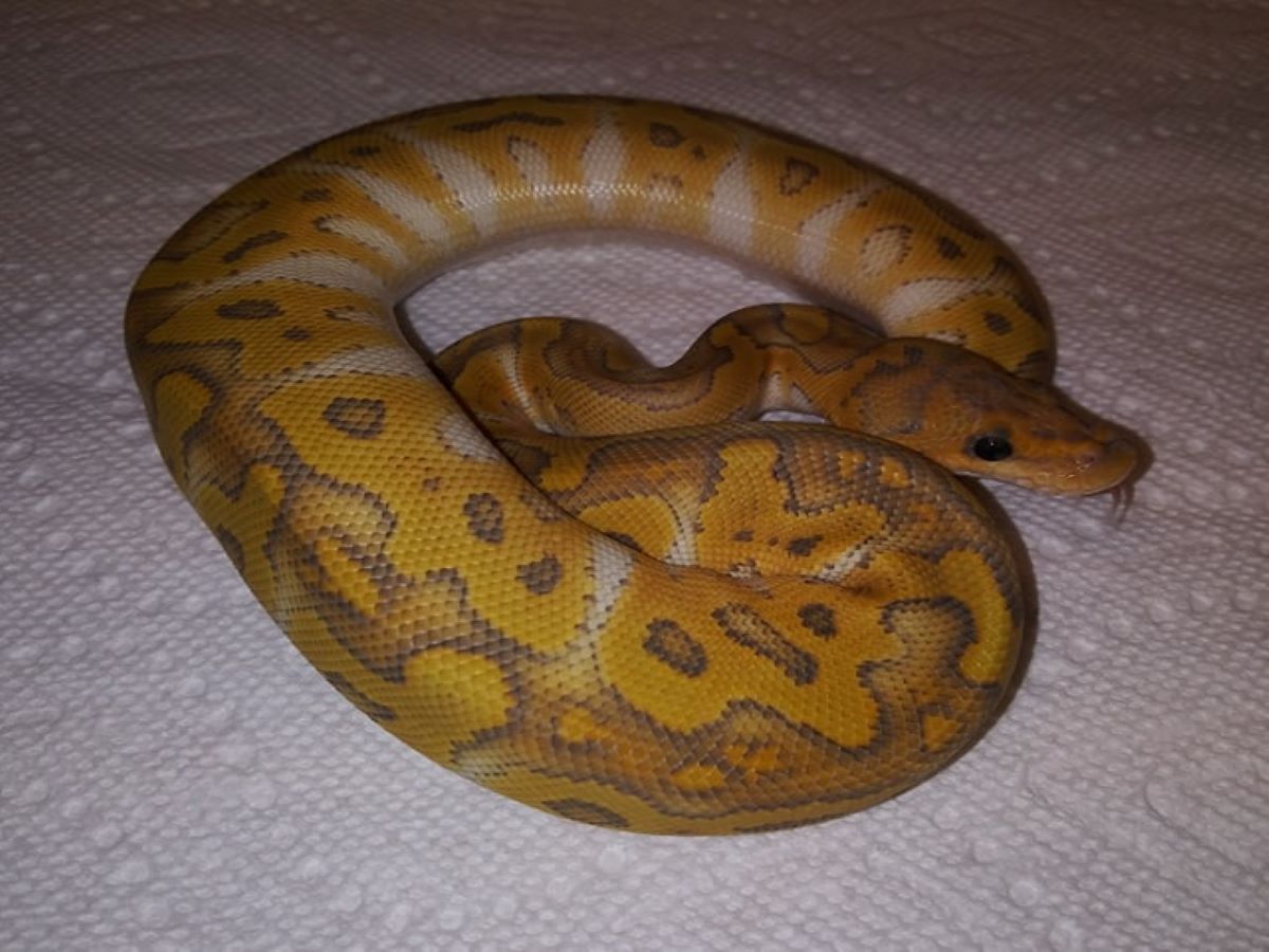 Blade Clown Orange Ghost Russo Het Leucistic