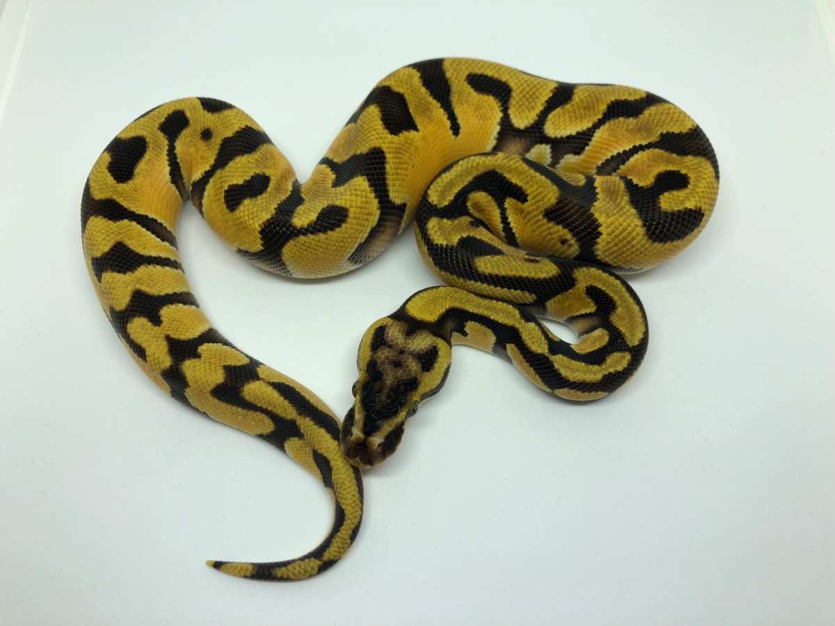 Blade Enchi Orange Dream Pastel