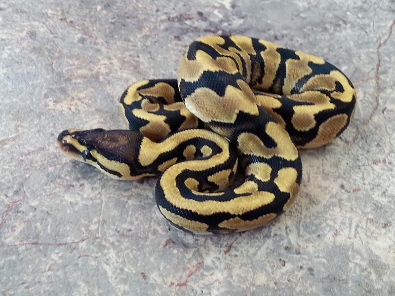 Blade Yellow Belly