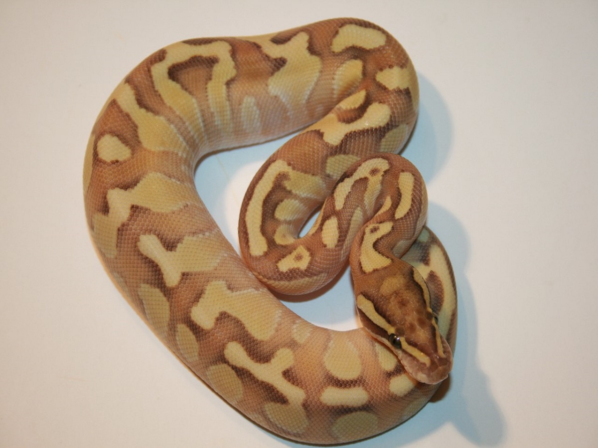 Blaze Blonde Pastel Butter Enchi Fire - Morph List - World of Ball Pythons