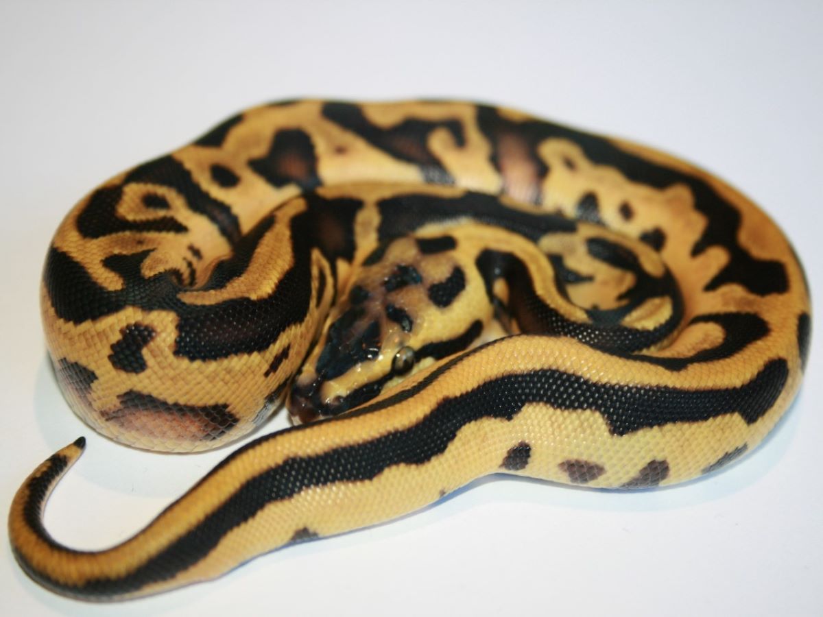 Blaze Blonde Pastel Enchi Leopard