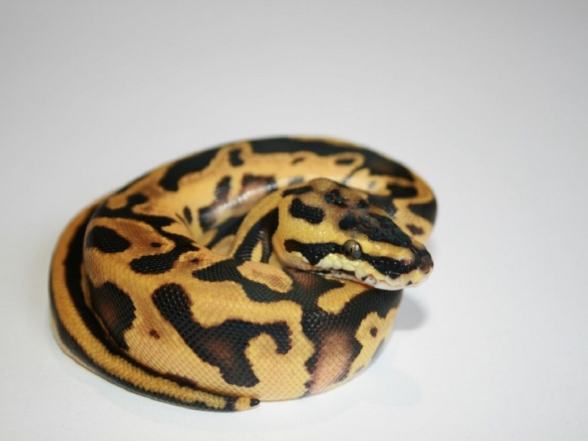 Blaze Blonde Pastel Enchi Leopard