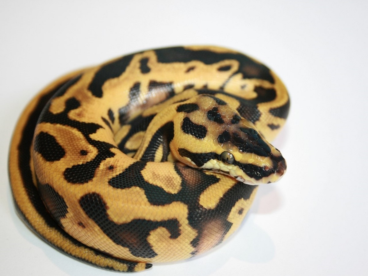 Blaze Blonde Pastel Enchi Leopard